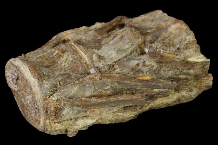 Fossil Fish (Ichthyodectes) Dorsal Vertebrae - Kansas #136478